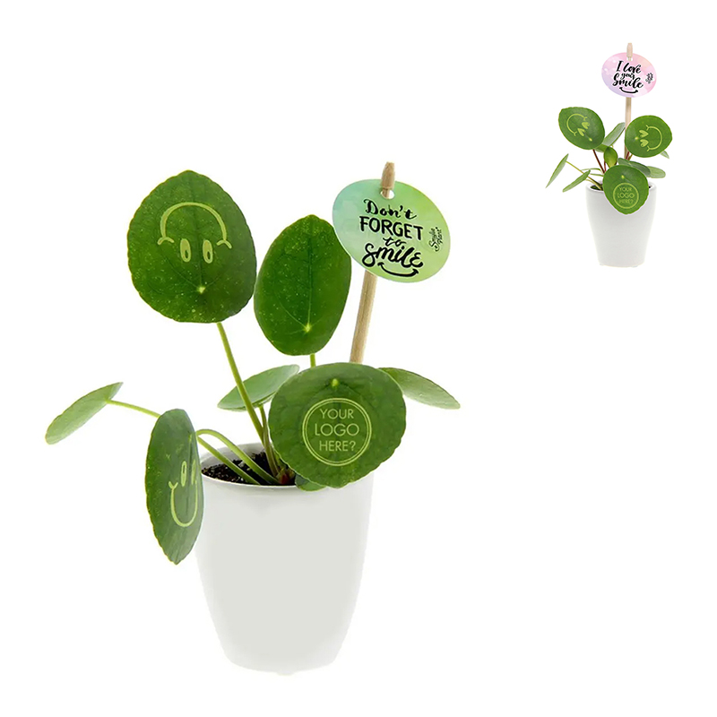 Smylieplant keramieken pot